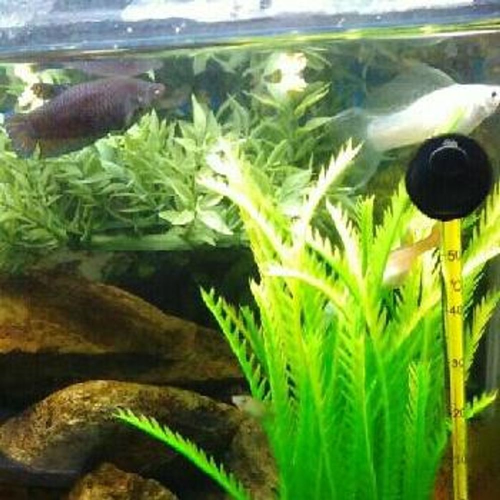 Photo by ★夢雲★さん