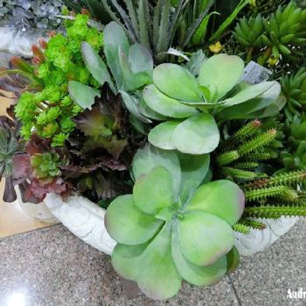 Photo by Audreyさん