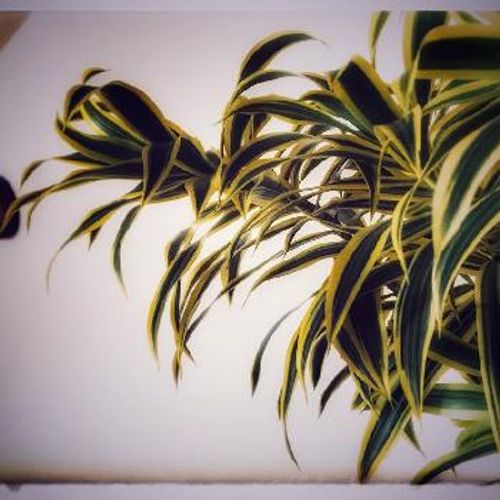 ソングオブインディア ドラセナ レスレクサ について知ろう Greensnap グリーンスナップ