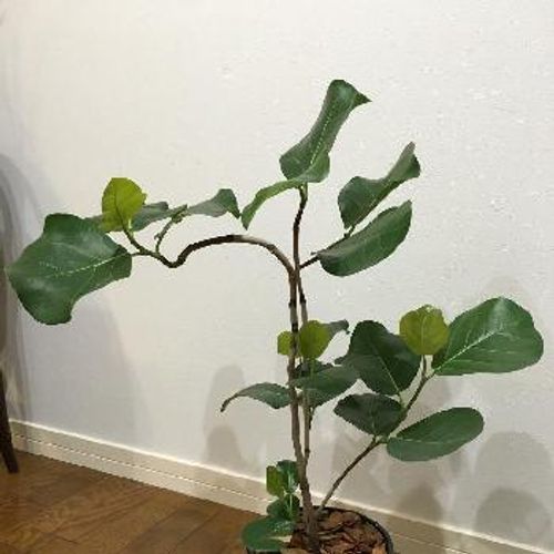 丸みのある葉が可愛らしいシーグレープをご紹介 Greensnap グリーンスナップ