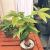 観葉植物の販売価格をご紹介！の画像