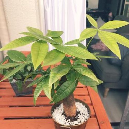 観葉植物の販売価格をご紹介 Greensnap グリーンスナップ