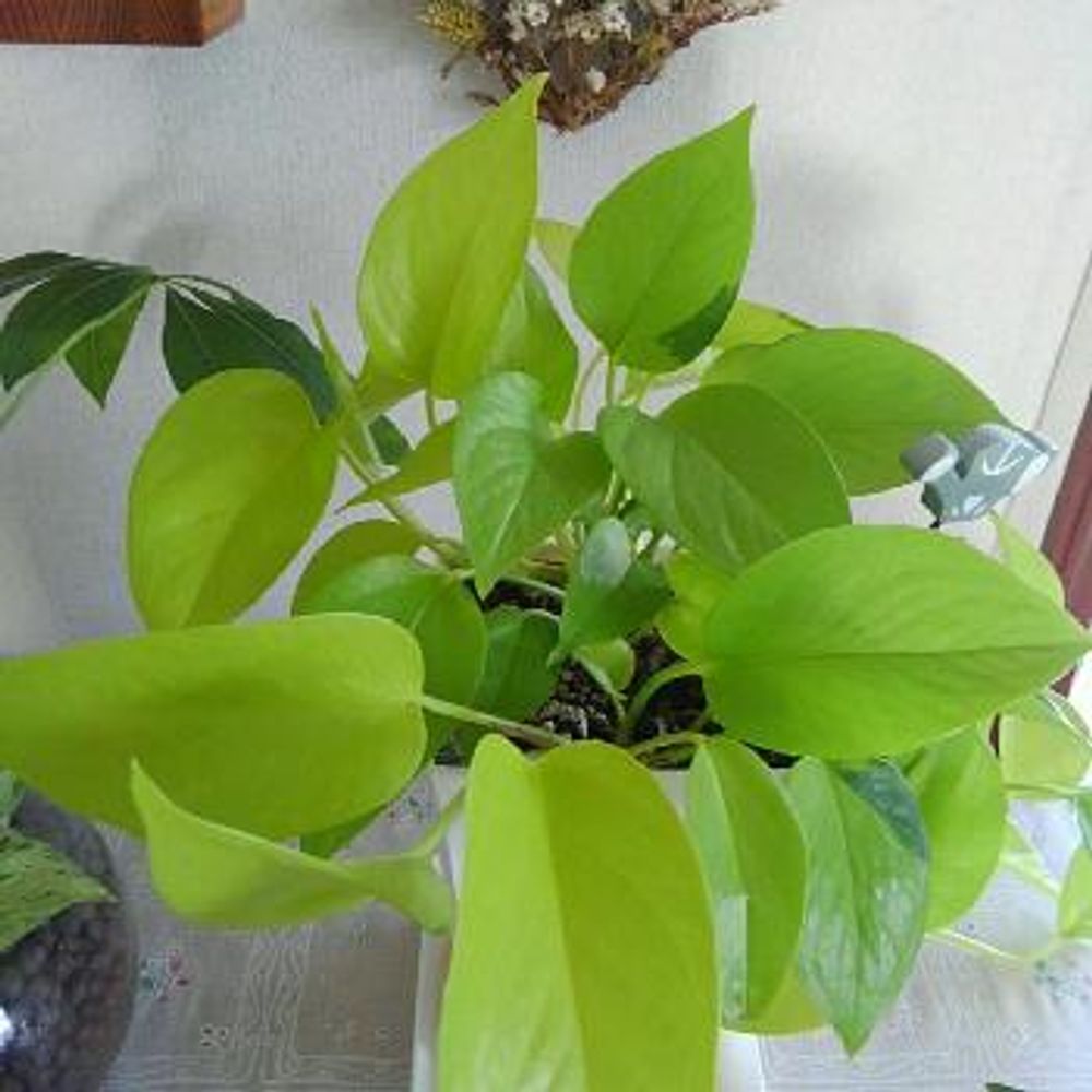 Photo by fresh -sumireさん