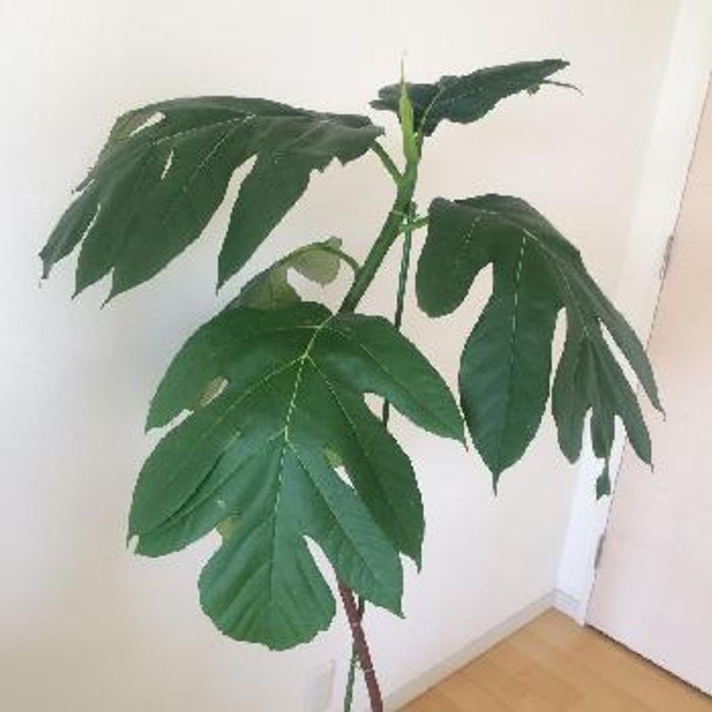 Photo by きの子さん