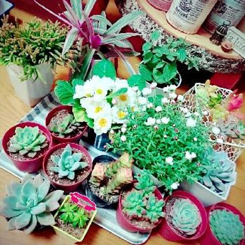 変わった名前の観葉植物3選 Greensnap グリーンスナップ 変わった名前の観葉植物3選 Greensnap グリーンスナップ