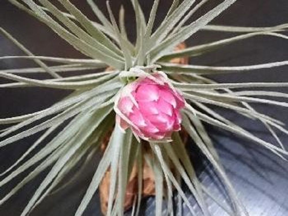 エアプランツ チランジア・コットンキャンディ ピンクの花