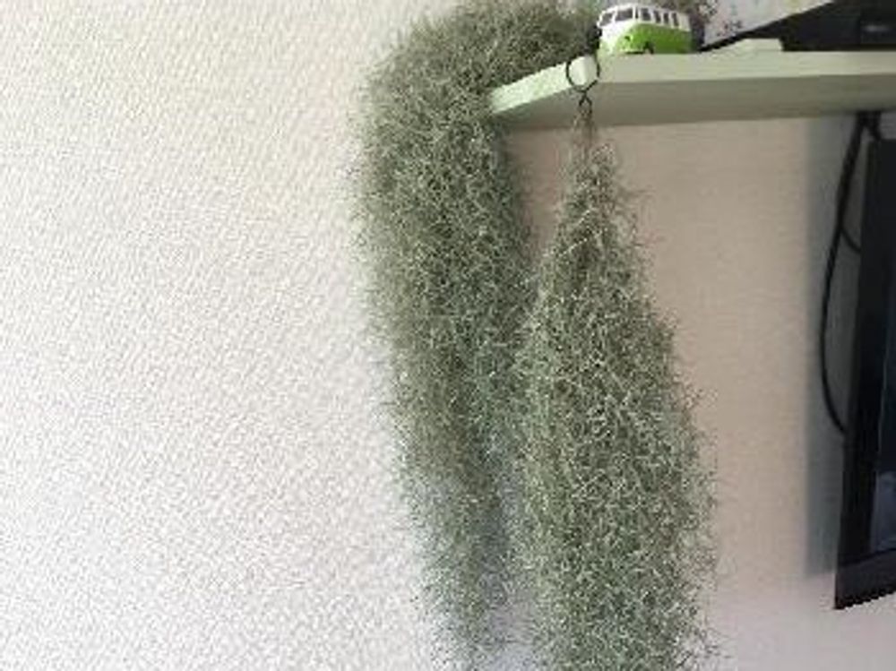 エアプランツ チランジア ウスネオイデス