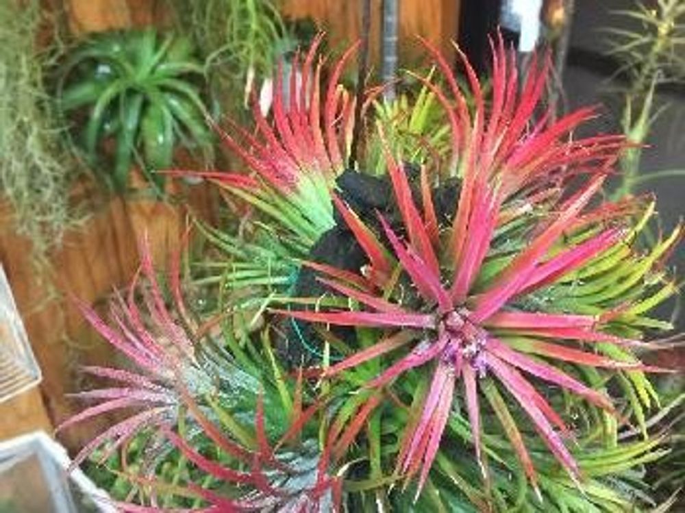 エアプランツ チランジア・イオナンタ 赤い花