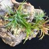 簡単！綺麗！花をつけるエアプランツ3輪！の画像