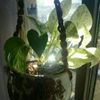 10年に1度に花が咲く!?観葉植物のポトス特集の画像
