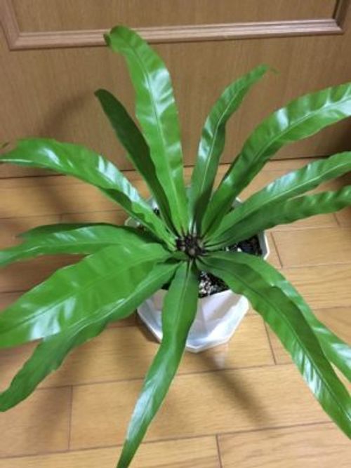 日陰でも育つ観葉植物３選 Greensnap グリーンスナップ