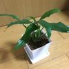 日陰でも育つ観葉植物３選！の画像