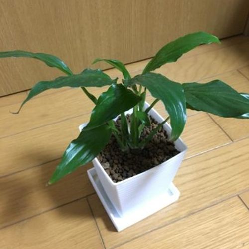 日陰でも育つ観葉植物３選 Greensnap グリーンスナップ