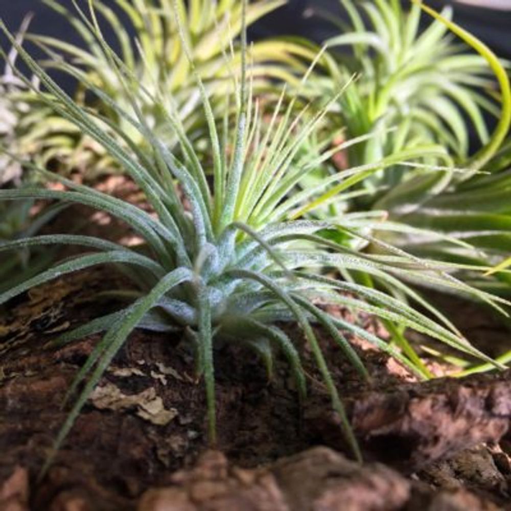 エアプランツ チランジア