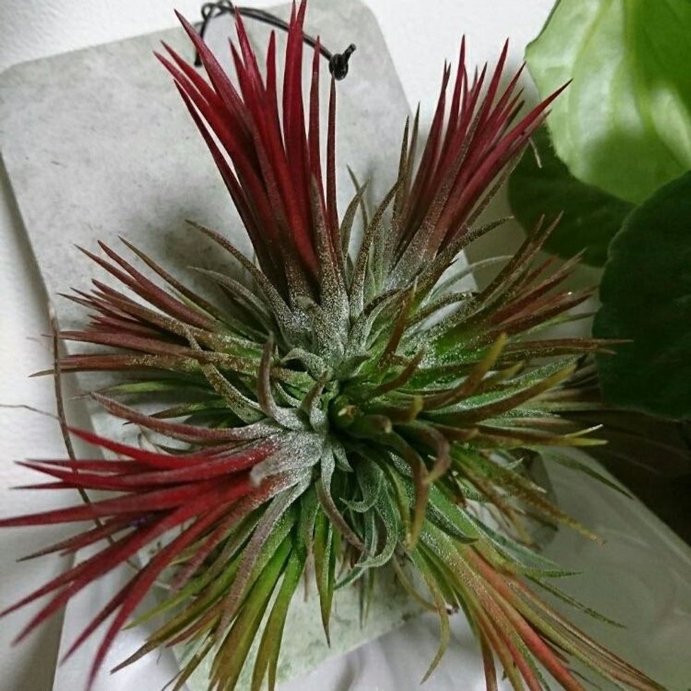 エアプランツ チランジア 子株 クランプ