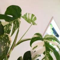 モンステラの葉に注目！切り込みの深い観葉植物！の画像
