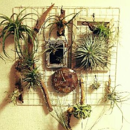 エアプランツが枯れる 原因と対策をご紹介します Greensnap グリーンスナップ