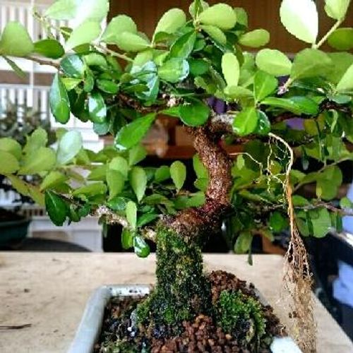 ハート型の実がかわいい ハートツリーの育て方 Greensnap グリーンスナップ