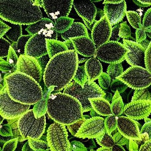 葉っぱの模様が独特のピレアをご紹介 Greensnap グリーンスナップ