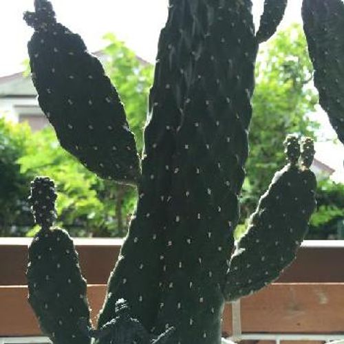 見た目がスッキリで可愛い 定番の柱サボテンをご紹介 Greensnap グリーンスナップ 見た目がスッキリで可愛い 定番の柱サボテンをご紹介 Greensnap グリーンスナップ
