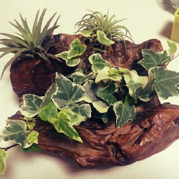 机の上にも癒やしを 小さくて可愛いミニ観葉植物 Greensnap グリーンスナップ