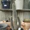 人気の観葉植物は？観葉植物ランキング！の画像