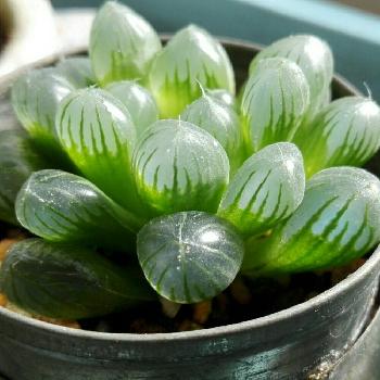 アロエに似た植物オブツーサをご紹介 Greensnap グリーンスナップ