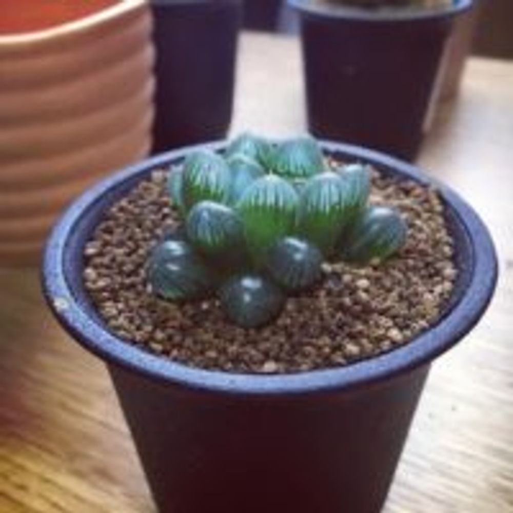 アロエに似た植物オブツーサをご紹介!|🍀GreenSnap(グリーンスナップ) アロエに似た植物オブツーサをご紹介!|🍀GreenSnap(グリーンスナップ)
