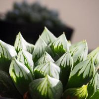 アロエに似た植物オブツーサをご紹介！の画像