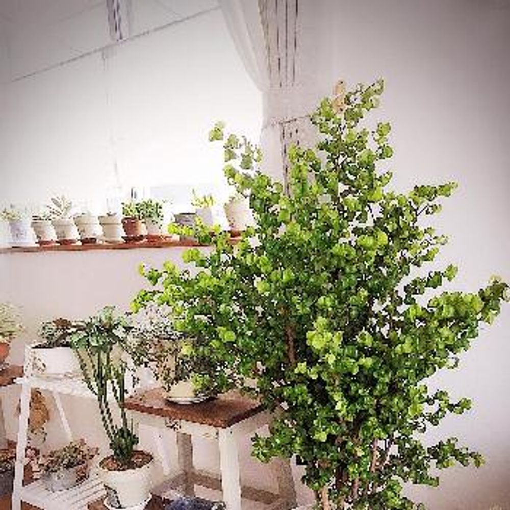 Photo by sugerさん