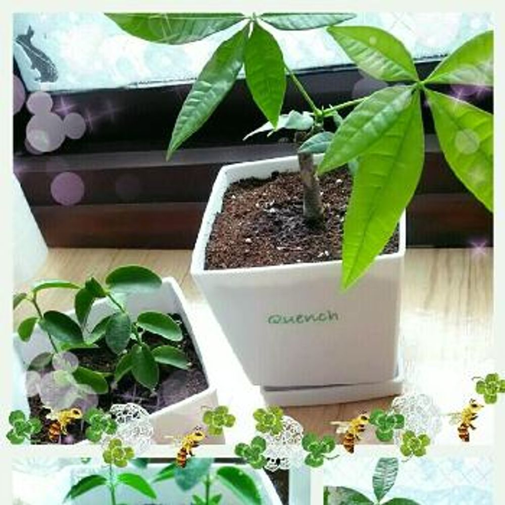 Photo by Ryu-mamaさん