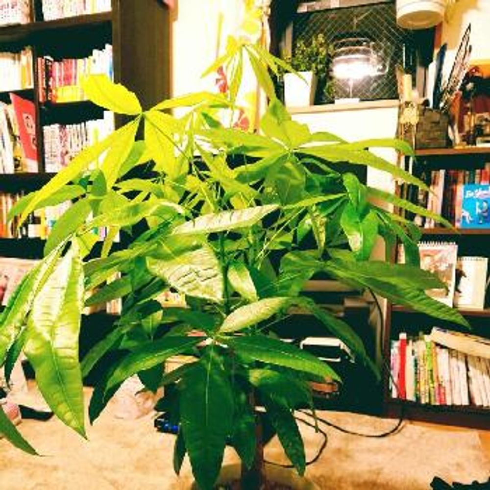 Photo by たにここのかさん