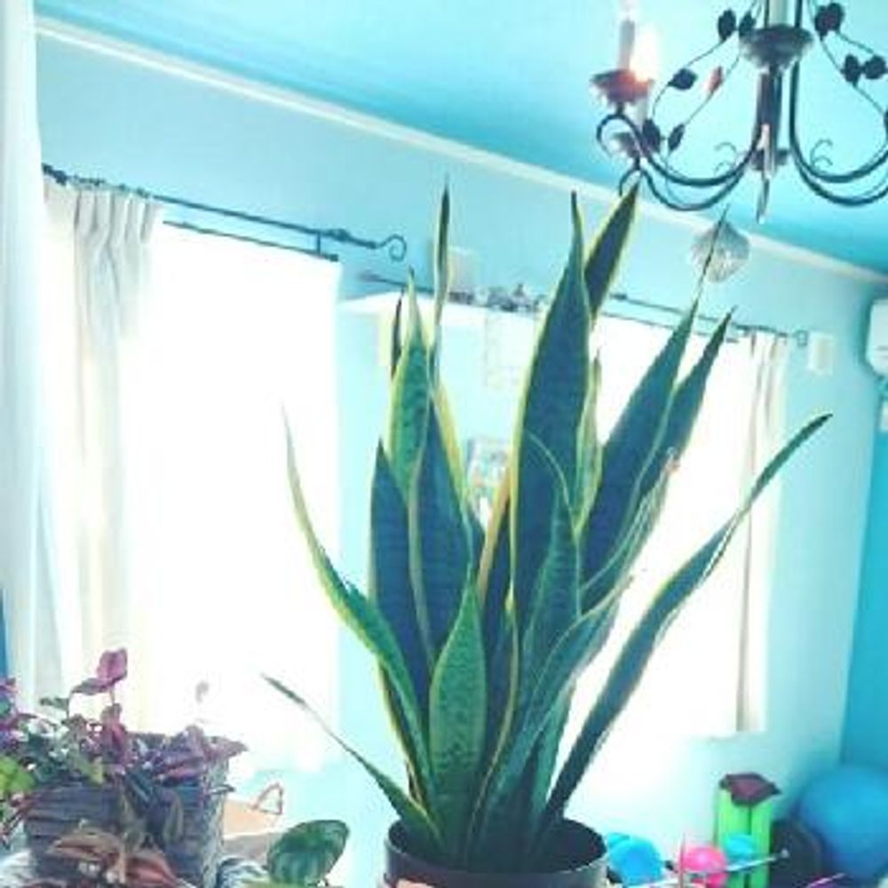 Photo by ふうこさん