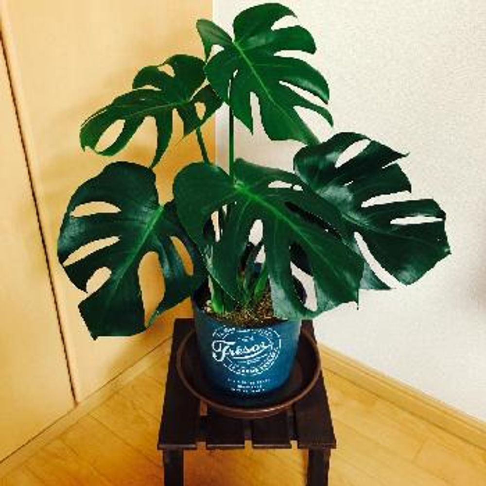 Photo by ほなちゃんさん