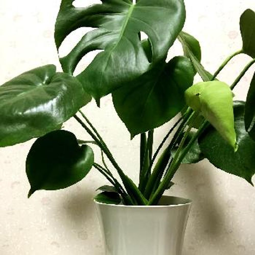 玄関をおしゃれに！風水的にも楽しめる観葉植物はどれ？｜🍀GreenSnap（グリーンスナップ）