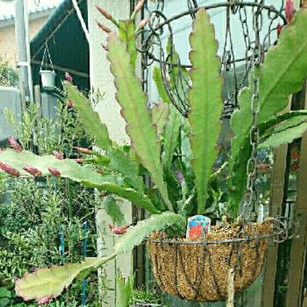 Photo by hana356さん