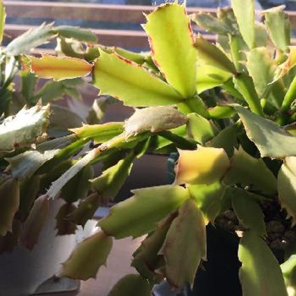 Photo by ふわふわさん