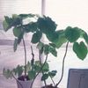 リビングなどにインテリアとしてグリーンを置いてみましょう！の画像