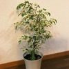 インテリアで人気のゴムの木（フィカス）の人気種はこれ!の画像