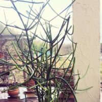 細長い茎が伸びていくミルクブッシュを育ててみましょう！の画像