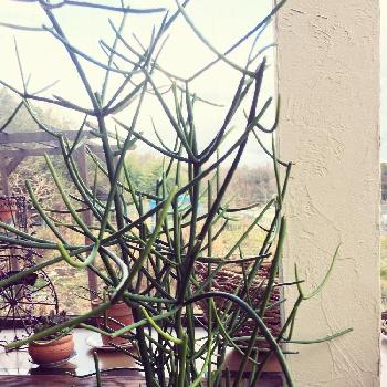 細長い茎が伸びていくミルクブッシュを育ててみましょう