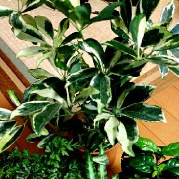観葉植物といえばシェフレラ！育て方のポイントを伝授｜🍀GreenSnap
