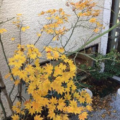 和の雰囲気が凝縮された空間 坪庭 Greensnap グリーンスナップ