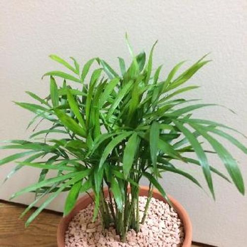 あなたを見守ってくれるヒメテーブルヤシ Greensnap グリーンスナップ