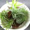 通販で失敗しない観葉植物の買い方の画像