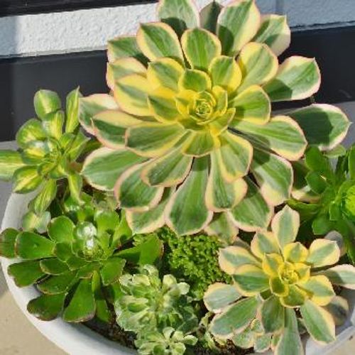 一輪の花のように見える葉を持つ黒法師をご紹介 Greensnap グリーンスナップ 一輪の花のように見える葉を持つ黒法師をご紹介 Greensnap グリーンスナップ