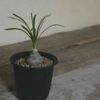 お部屋の雰囲気を変えてくれる人気の観葉植物３選！の画像