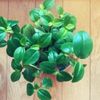 香辛料にもなる可愛い植物ペペロミアの画像