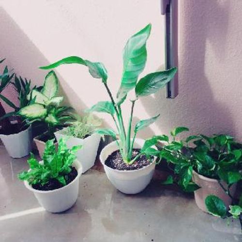 意外と知らない ユッカってこんな植物 Greensnap グリーンスナップ