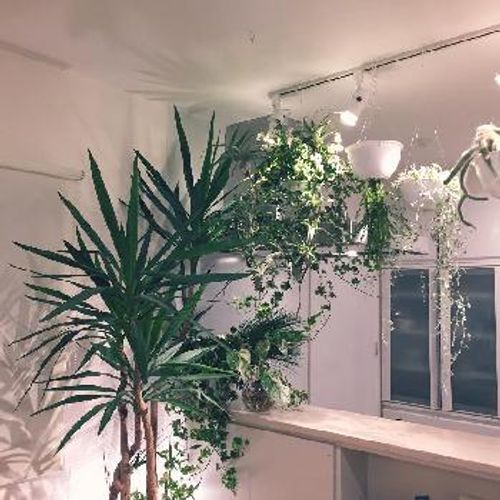 意外と知らない ユッカってこんな植物 Greensnap グリーンスナップ